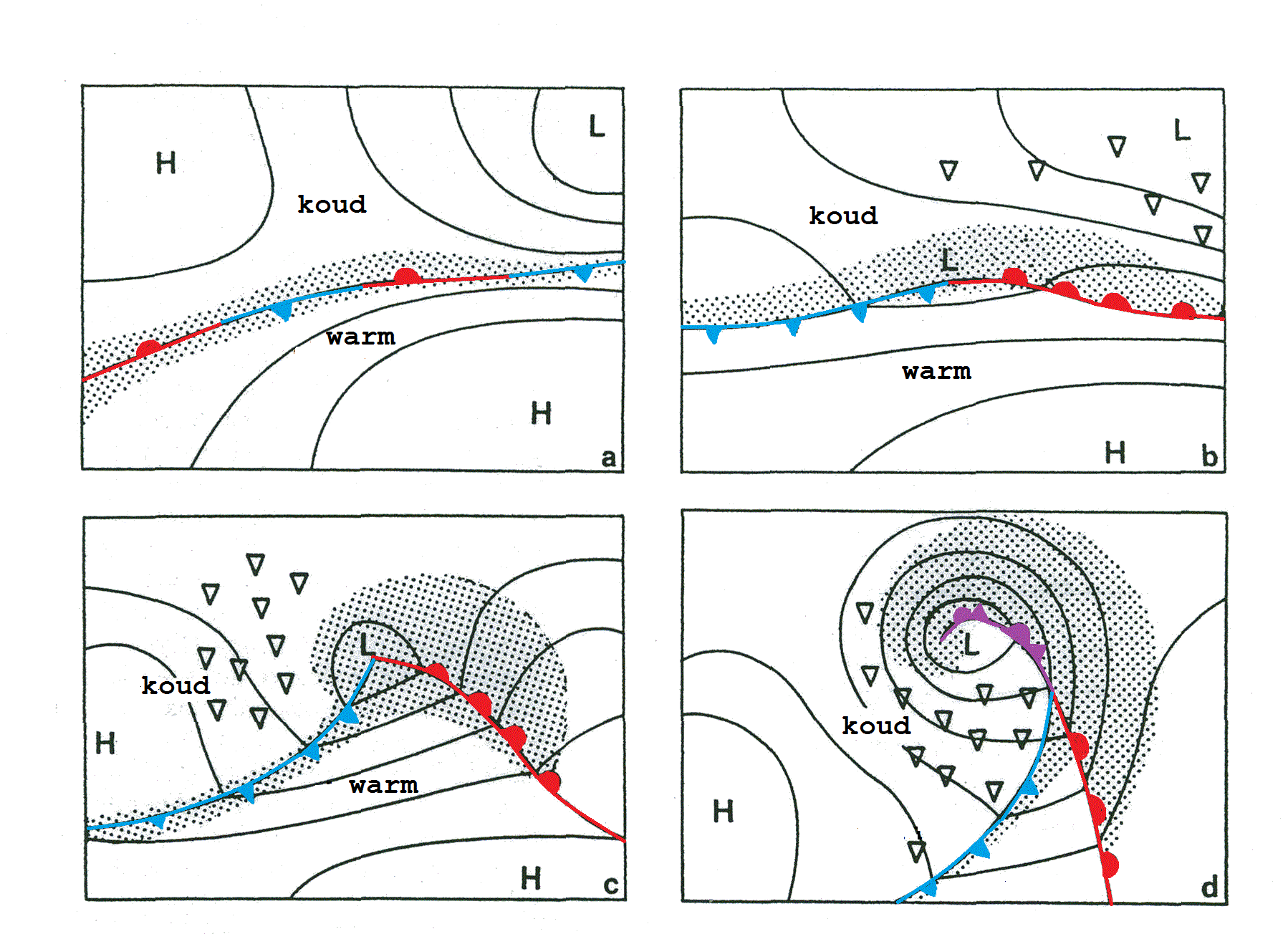 De ontwikkeling van een lagedrukgebied begint langs een stationair front. Geleidelijk aan ontwikkelt het lagedrukcentrum zich en wordt het intensiever. Het gestippelde gebied komt overeen met regen of sneeuw, en de driehoekjes geven buien aan in koude lucht. Het gebied in figuur c en figuur d tussen het warme front en het koude front wordt de warme sector genoemd. In deze situatie is het bijvoorbeeld mogelijk dat het lagedrukcentrum in figuur d, aangegeven met een L, van Schotland naar Ierland trekt. In dat geval krijgen onze regio's achtereenvolgens te maken met een warm front, een warme sector en een koufront.